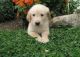 Golden Retriever Puppies for sale in Jersey City, NJ, USA. price: NA