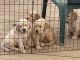 Golden Retriever Puppies for sale in Memphis, Michigan. price: $800