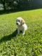 Golden Retriever Puppies for sale in Tampa, Florida. price: $350