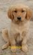Golden Retriever Puppies for sale in Wake Forest, North Carolina. price: $700