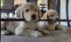 Golden Retriever Puppies for sale in Maricopa, Arizona. price: $1,200