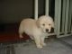 Golden Retriever Puppies for sale in Indore, Madhya Pradesh 452001, India. price: 12000 INR