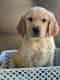 Golden Retriever Puppies for sale in Kings Mountain, North Carolina. price: $1,000