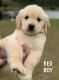 Golden Retriever Puppies for sale in Stella, NC 28582, USA. price: $1,000
