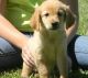 Golden Retriever Puppies for sale in Baton Rouge, LA, USA. price: $540