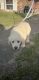 Golden Retriever Puppies for sale in Prince George, Virginia. price: $850