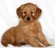Golden Retriever Puppies for sale in Perkasie, Pennsylvania. price: $300