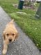 Golden Retriever Puppies for sale in Stoughton, Massachusetts. price: $1,099
