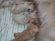 Golden Retriever Puppies for sale in New Delhi, Delhi 110001, India. price: 12000 INR