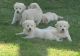 Golden Retriever Puppies for sale in Corporation Row, London EC1R, UK. price: 190 GBP
