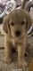 Golden Retriever Puppies for sale in Virginia Beach, Virginia. price: $1,100