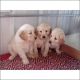 Golden Retriever Puppies for sale in Deerfield Beach, FL, USA. price: NA