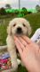 Golden Retriever Puppies for sale in Pilot Mountain, NC 27041, USA. price: $800