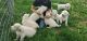 Golden Retriever Puppies for sale in Seymour, Missouri. price: $600,800
