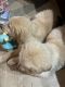 Golden Retriever Puppies for sale in Riverhead, New York. price: $700