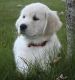 Golden Retriever Puppies for sale in Big Lake, MN, USA. price: NA