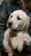 Golden Retriever Puppies for sale in Jonesville, MI 49250, USA. price: $500