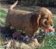 Golden Retriever Puppies for sale in Memphis, TN, USA. price: NA