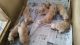 Golden Retriever Puppies for sale in Belle Center, OH 43310, USA. price: NA