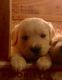 Golden Retriever Puppies for sale in Coventry, RI, USA. price: NA