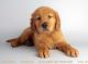 Golden Retriever Puppies for sale in Oceanside, CA, USA. price: NA