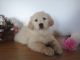 Golden Retriever Puppies for sale in North Canton, OH, USA. price: NA