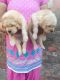 Golden Retriever Puppies for sale in New Delhi, Delhi 110001, India. price: 22000 INR