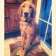 Golden Retriever Puppies for sale in Toms River, NJ, USA. price: NA