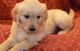 Golden Retriever Puppies for sale in Fort Worth, TX, USA. price: NA