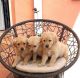 Golden Retriever Puppies for sale in Anchorage, AK, USA. price: NA