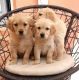 Golden Retriever Puppies for sale in Dover, DE, USA. price: NA