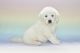 Golden Retriever Puppies for sale in Phillipsburg, NJ 08865, USA. price: $2,000