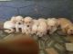 Golden Retriever Puppies for sale in Mannar, Kerala, India. price: 8000 INR
