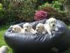 Golden Retriever Puppies for sale in Las Cruces, NM, USA. price: NA