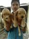 Golden Retriever Puppies for sale in Ahmedabad, Gujarat, India. price: 16000 INR