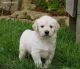 Golden Retriever Puppies for sale in Daly City, CA, USA. price: NA