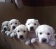 Golden Retriever Puppies for sale in Athens, GA, USA. price: NA