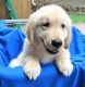 Golden Retriever Puppies for sale in Texas, USA. price: NA