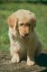 Golden Retriever Puppies for sale in New Haven, CT, USA. price: $500