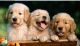 Golden Retriever Puppies for sale in Georgia, USA. price: $500