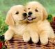 Golden Retriever Puppies for sale in South Burlington, VT, USA. price: NA