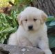 Golden Retriever Puppies for sale in Juneau, AK, USA. price: NA