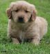 Golden Retriever Puppies for sale in Huntington Beach, CA, USA. price: NA