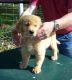 Golden Retriever Puppies for sale in West Covina, CA, USA. price: NA