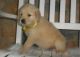 Golden Retriever Puppies for sale in Yuma, AZ, USA. price: NA