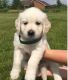 Golden Retriever Puppies for sale in Glendale, AZ, USA. price: $400