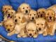Golden Retriever Puppies for sale in Arvada, WY 82831, USA. price: $300