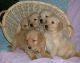 Golden Retriever Puppies for sale in Rochester, NY, USA. price: $300