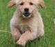 Golden Retriever Puppies for sale in Amarillo, TX, USA. price: NA
