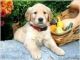 Golden Retriever Puppies for sale in Ainsworth, IA 52201, USA. price: NA